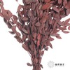 永生花材 | 细叶尤加利红色 商品缩略图3