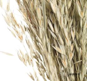 永生花材 | 燕麦原色