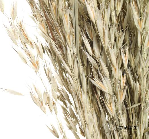 永生花材 | 燕麦原色 商品图0