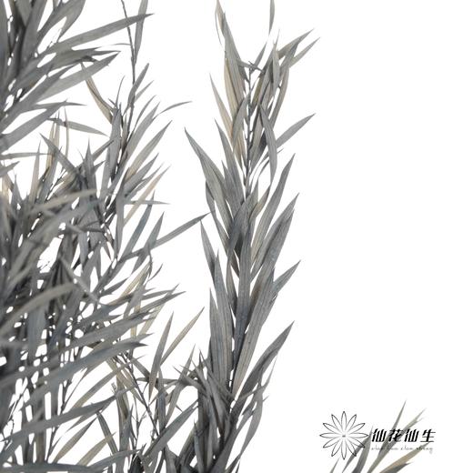 永生花材 | 千层金蓝灰 商品图2