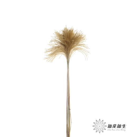 永生花材 | 金丝草咖色 商品图2