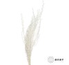 永生花材 | 银华叶白色 商品缩略图1