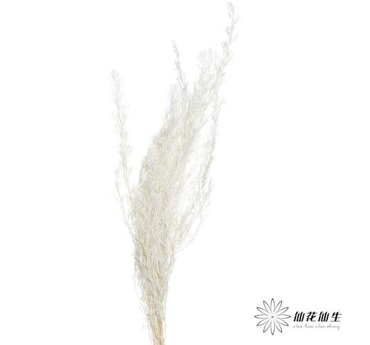 永生花材 | 银华叶白色 商品图1