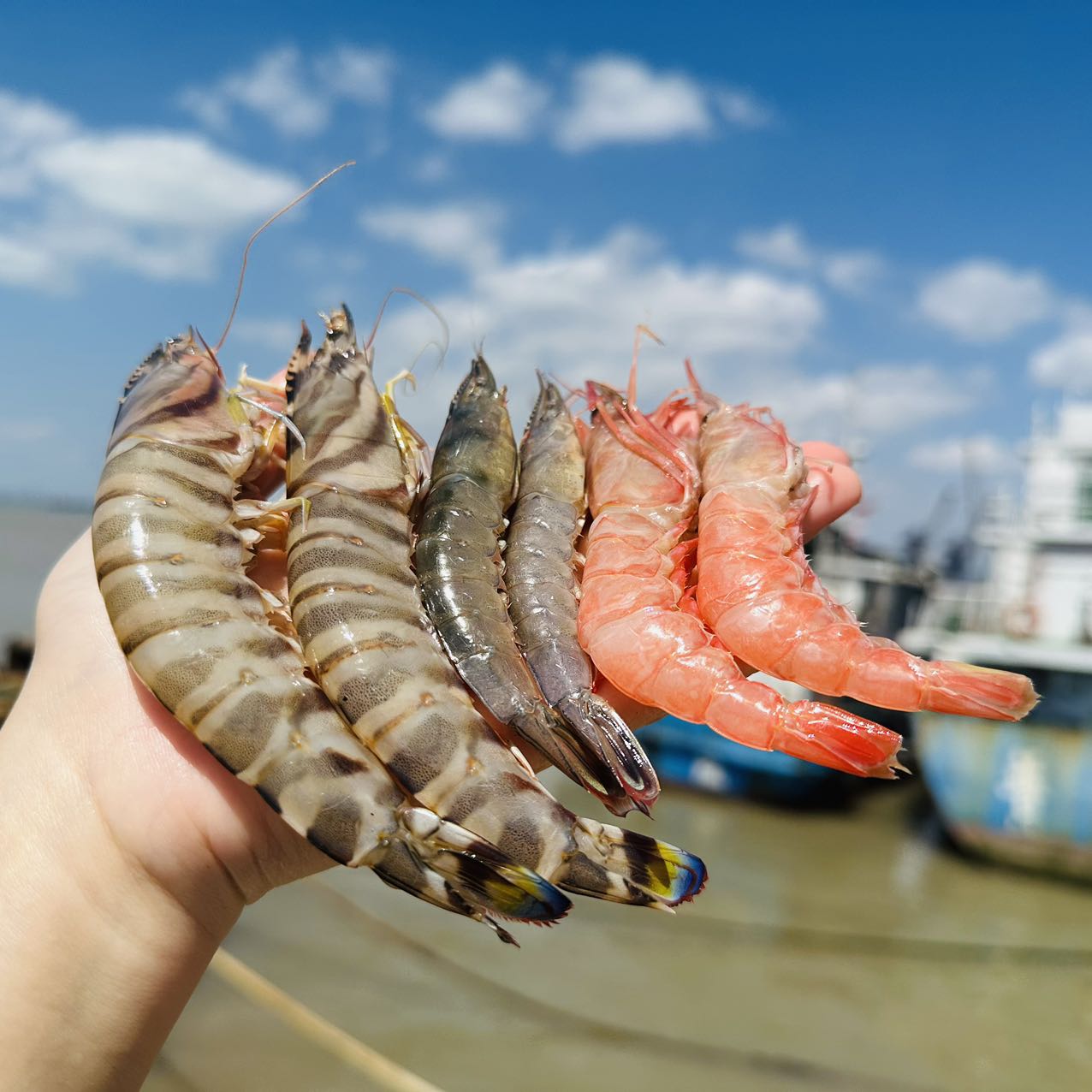 🦐舟山 · 野生 · 深海竹节虾 /滑皮虾/毛竹节红虾  /新鲜捕捞  活虾船冻  🈚️添加更安心