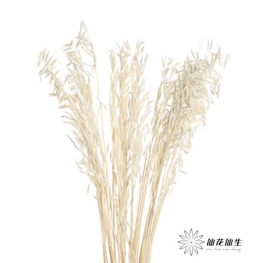 永生花材 | 燕麦白 商品图0