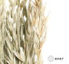 永生花材 | 燕麦原色 商品缩略图2