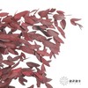 永生花材 | 细叶尤加利红色 商品缩略图2