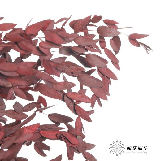 永生花材 | 细叶尤加利红色 商品图2