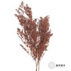 永生花材 | 蓬莱松咖色 商品缩略图3