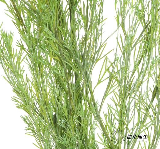永生花材 | 银华叶翠绿 商品图3