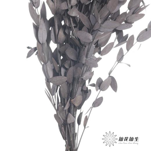 永生花材 | 细叶尤加利黑色 商品图2