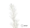 永生花材 | 银华叶白色 商品缩略图0