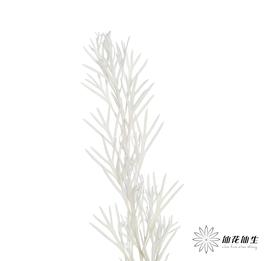永生花材 | 银华叶白色