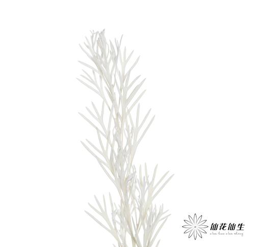 永生花材 | 银华叶白色 商品图0