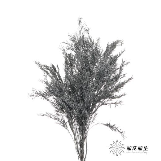 永生花材 | 千层金蓝灰 商品图1