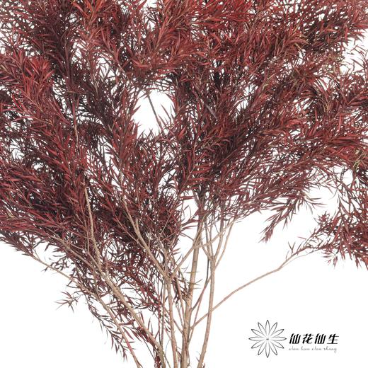 永生花材 | 千层金酒红 商品图2