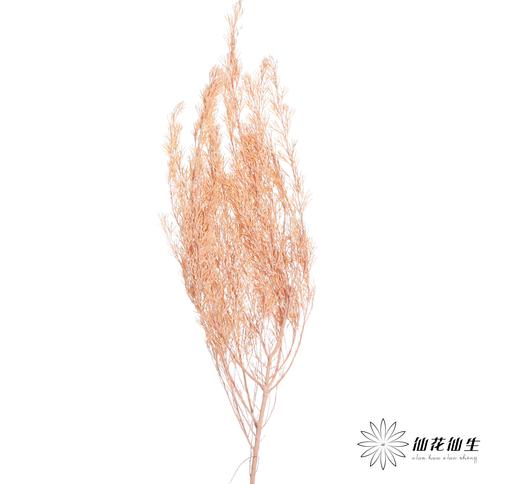 永生花材 | 银华叶橙色 商品图1