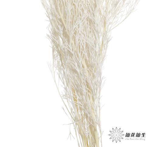 永生花材 | 银华叶白色 商品图2