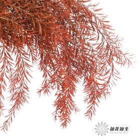 永生花材 | 千层金橙红