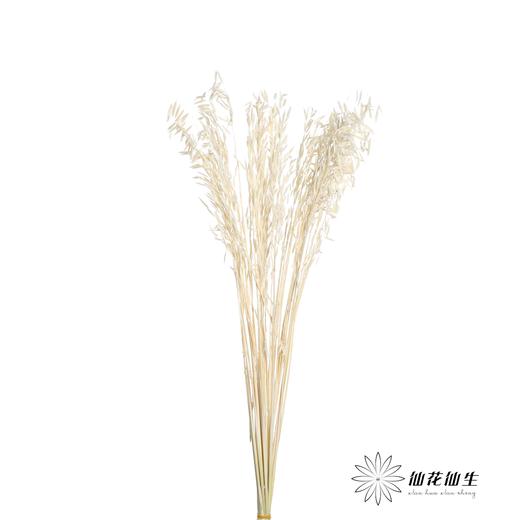 永生花材 | 燕麦白 商品图1