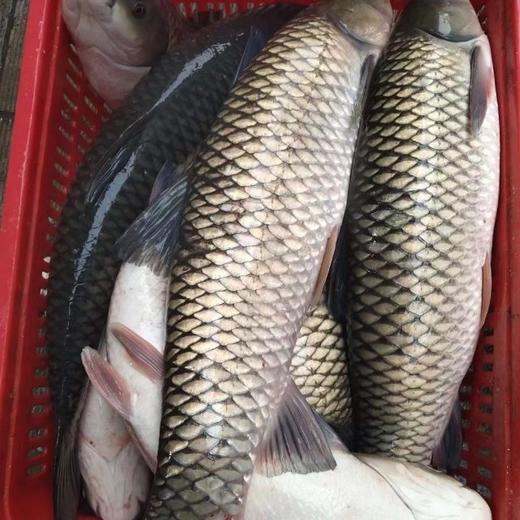 【顺丰包邮到家｜密云水库野生有机鱼，每日新鲜打捞 ，水库鱼全部来自首都水源地，肉质鲜嫩、营养丰富、纯野生无土腥味、无污染而闻名。 商品图3