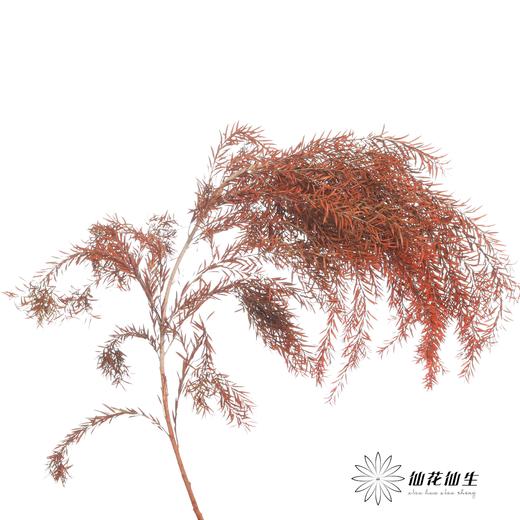 永生花材 | 千层金橙红 商品图1