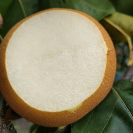 【福利款】山东沂蒙山秋月梨 4.5斤装 商品图4