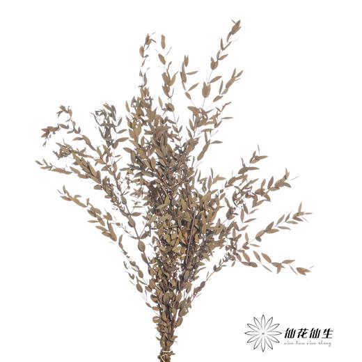 永生花材 | 细叶尤加利原色 商品图1