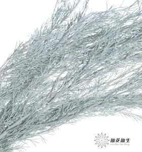 永生花材 | 银华叶蓝色