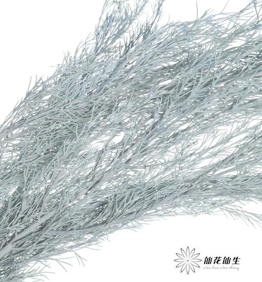 永生花材 | 银华叶蓝色 商品图0