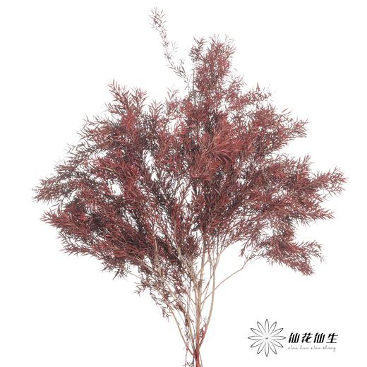 永生花材 | 千层金酒红 商品图1