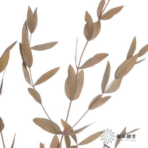 永生花材 | 细叶尤加利原色 商品图0
