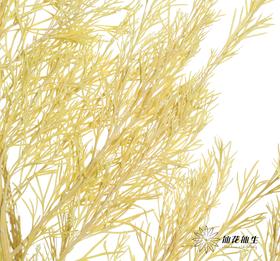 永生花材 | 银华叶黄色