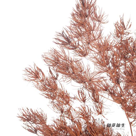 永生花材 | 蓬莱松咖色 商品图2