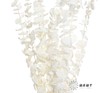 永生花材 | 尤加利白色 商品缩略图0