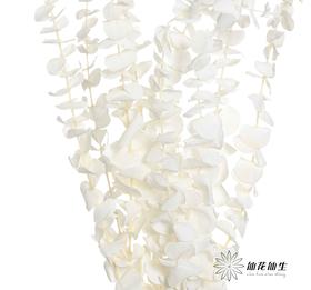 永生花材 | 尤加利白色