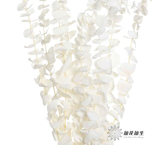 永生花材 | 尤加利白色 商品图0