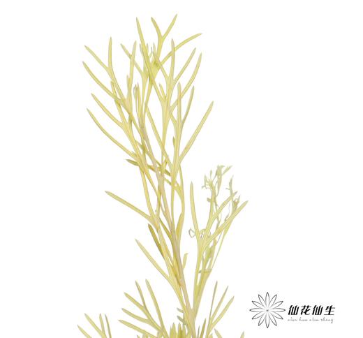 永生花材 | 银华叶黄色 商品图3