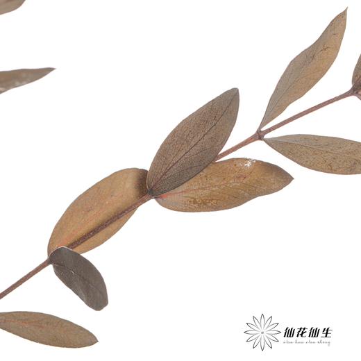 永生花材 | 细叶尤加利原色 商品图2