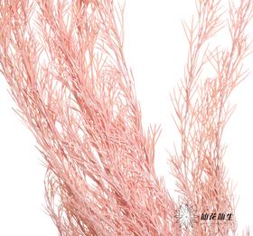 永生花材 | 银华叶粉色