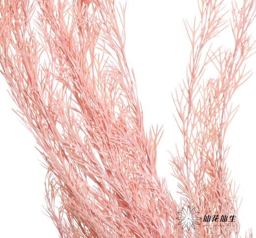 永生花材 | 银华叶粉色 商品图0