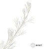 永生花材 | 银华叶白色 商品缩略图3