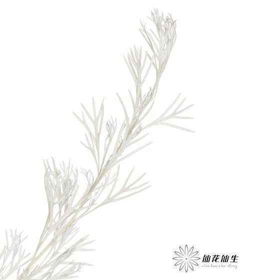 永生花材 | 银华叶白色 商品图3