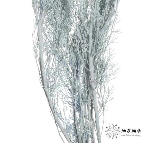 永生花材 | 银华叶蓝色 商品图2