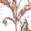 永生花材 | 千层金橙红 商品缩略图3