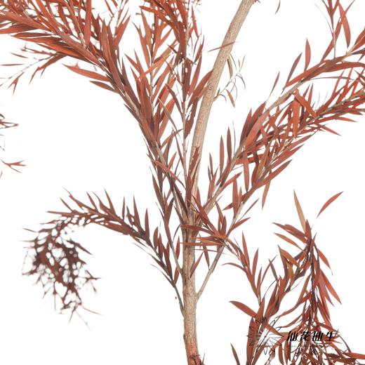 永生花材 | 千层金橙红 商品图3