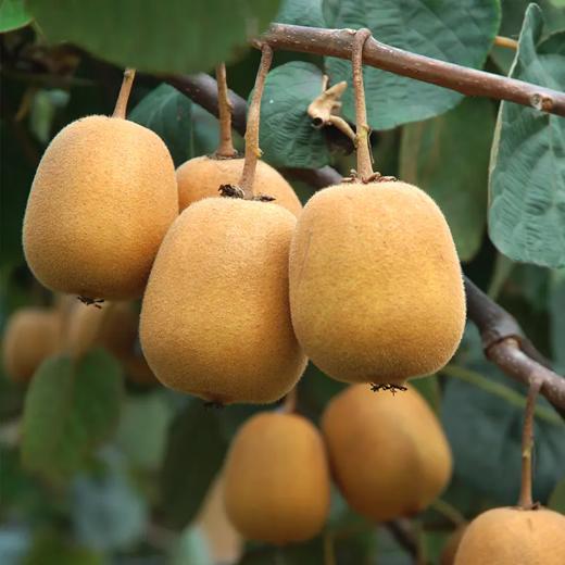 【四川蒲江 • 黄心猕猴桃】 新鲜采摘 果肉细嫩 水润香甜 ，满满维C，健康美味 商品图2