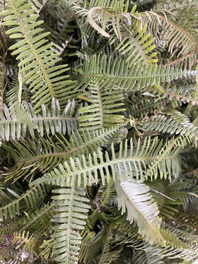 国产花材-【龙爪草】绿色