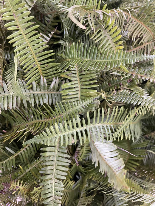 国产花材-【龙爪草】绿色 商品图0