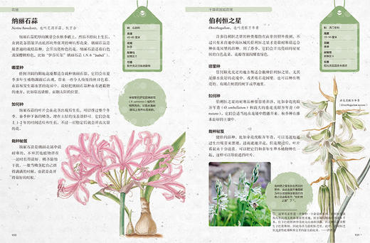 邱园种植指南-英国皇家植物园栽种秘笈：球根 商品图3